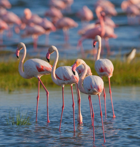Nakuru